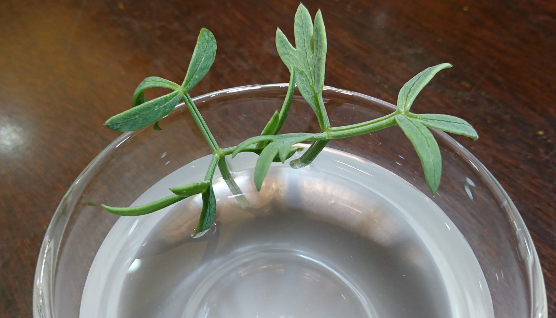 海茴香萃取液