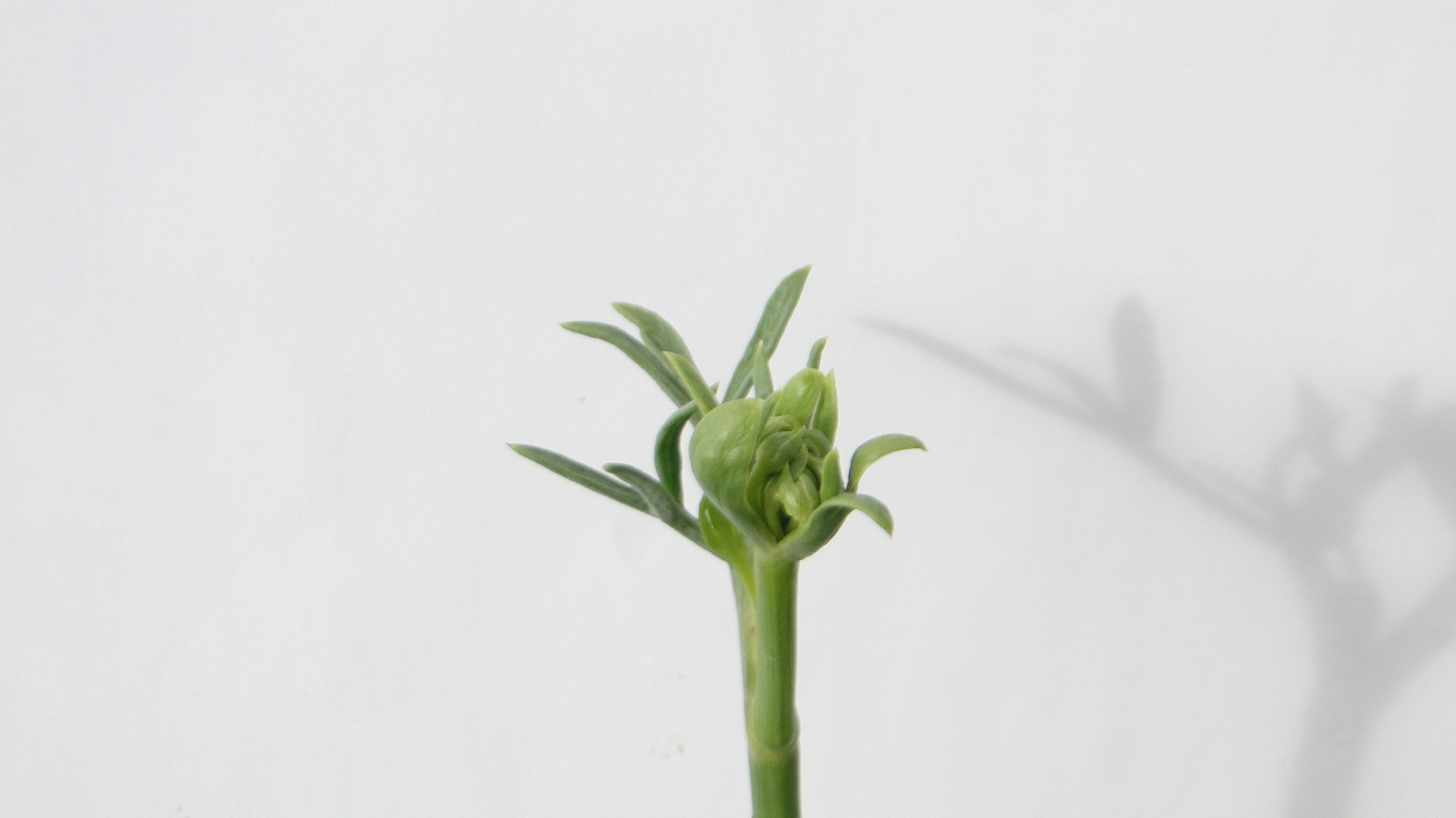 海茴香開花結種子過程