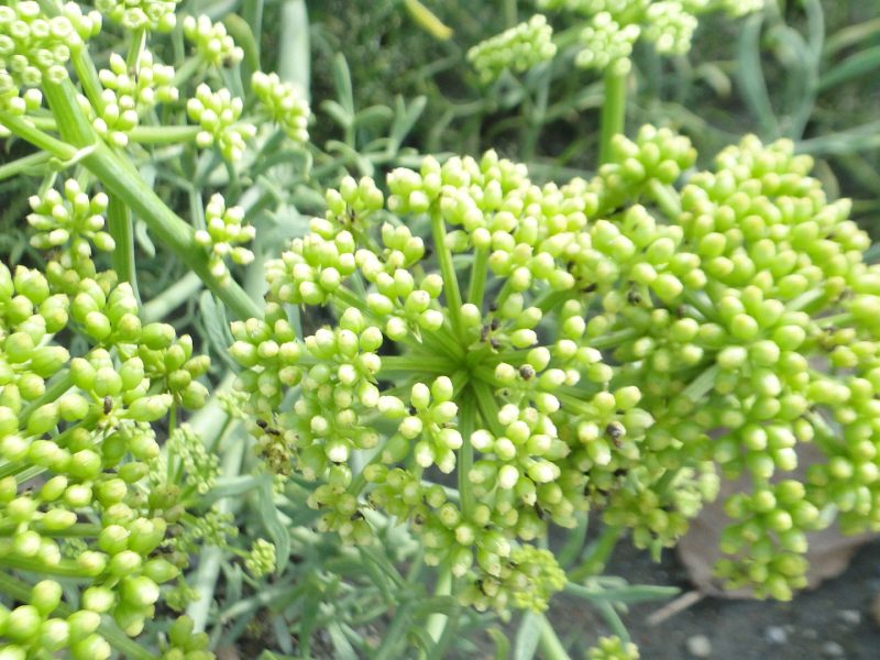 海茴香開花結種子過程